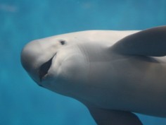 鳥羽水族館 もっと！水の惑星紀行　