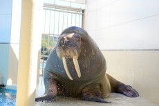 鳥羽水族館 もっと！水の惑星紀行　