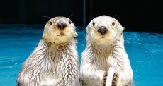 鳥羽水族館 もっと！水の惑星紀行　