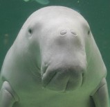 鳥羽水族館 もっと！水の惑星紀行　