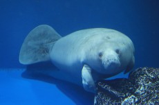 鳥羽水族館 もっと！水の惑星紀行　