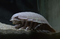 鳥羽水族館 もっと！水の惑星紀行　