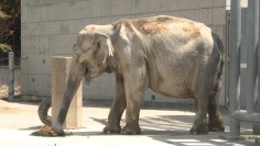 ありがとう、ふじ子