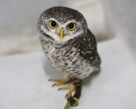 鳥羽水族館 もっと！水の惑星紀行　