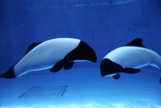 鳥羽水族館 もっと！水の惑星紀行　