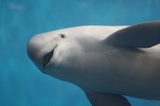 鳥羽水族館 もっと！水の惑星紀行　