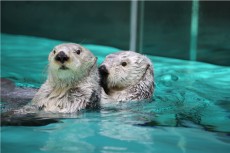 鳥羽水族館 もっと！水の惑星紀行　
