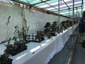 岡崎さつき愛好会 秋季さつき展