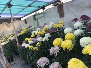 三河の菊まつり開催中