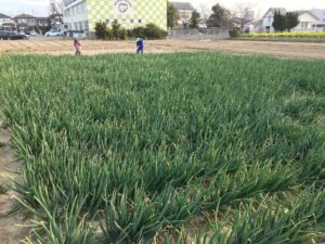 愛知の伝統野菜「法性寺ねぎ」出荷ピーク