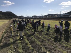 竹の子幼稚園の園児が麦踏を行う
