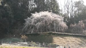 奥山田のしだれ桜 見頃迎える