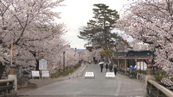 市内の桜 見頃迎える　