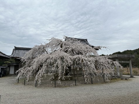 市内のしだれ桜 見頃迎える