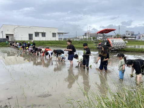 食育イベント 田植え体験