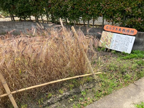 むらさき麦　見頃迎える