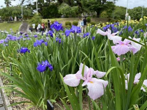 東公園の花菖蒲 見頃を迎える