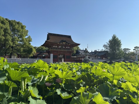 伊賀八幡宮の蓮 見ごろ迎える