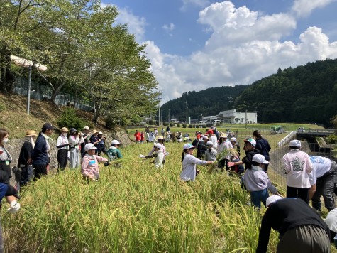 「稲刈り交流会」行われる