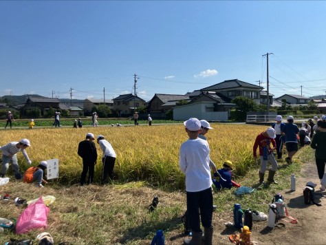 美合小学校　稲刈り行う