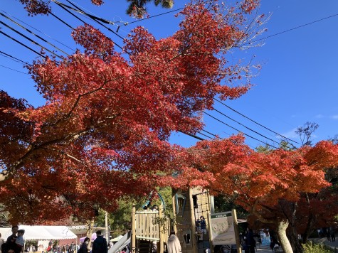 東公園紅葉まつり開催中