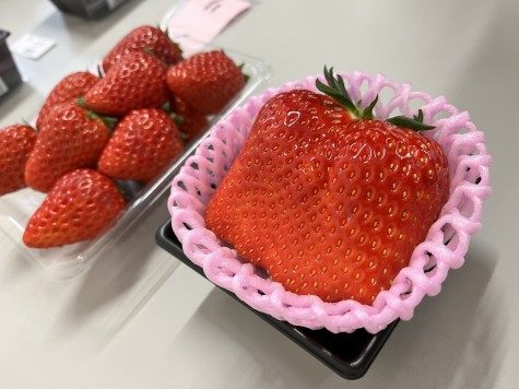 ＪＡあいち三河 いちご品評会行われる
