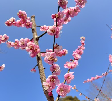 岩津天満宮の梅 見頃を迎える