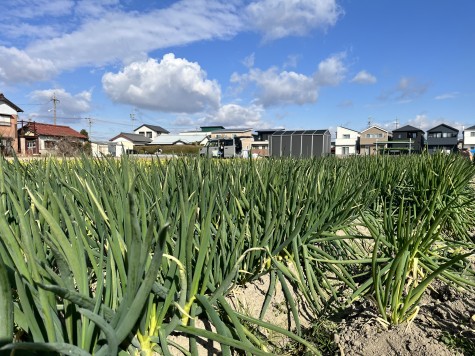 あいちの伝統野菜「法性寺ねぎ」出荷ピーク！