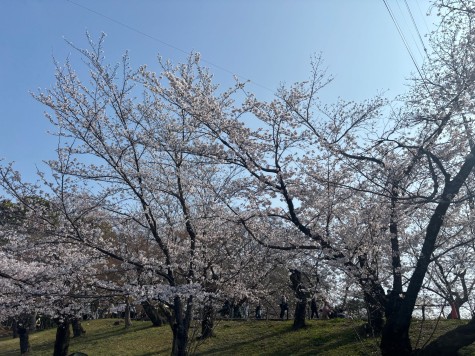 市内の桜　見頃を迎える